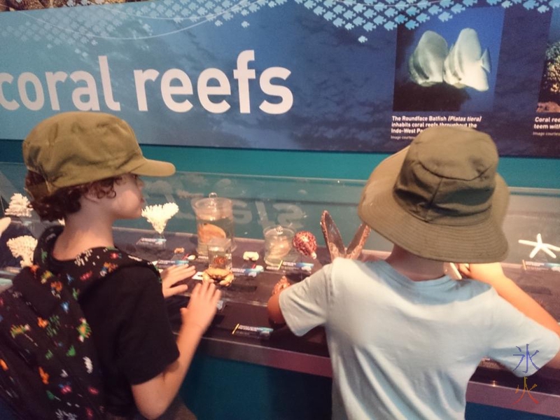 Kids investigaring sea life displays at Western Australian Museum