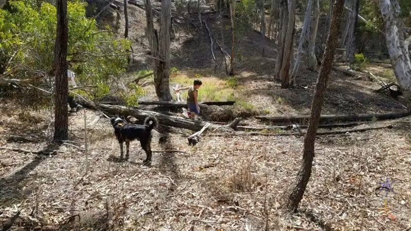 Playing around a tree fort at a friend's farm