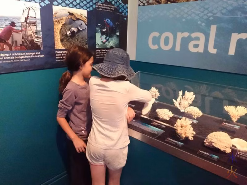 Kids studying coral at Western Australian Museum