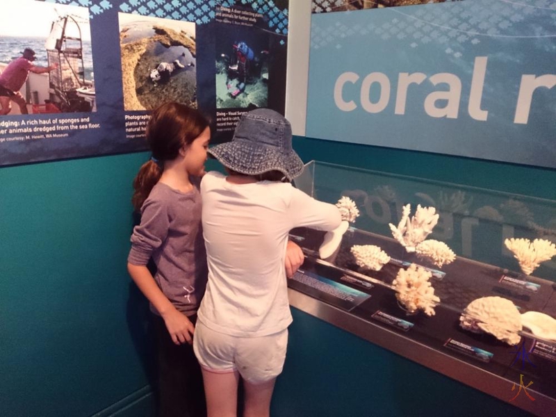 Kids studying coral at Western Australian Museum