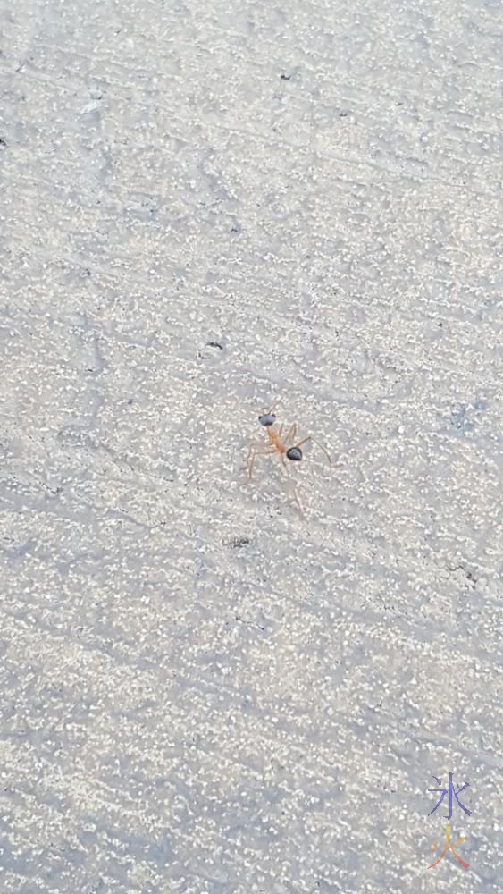 Bull ant thing at Jurien Bay, Western Australia