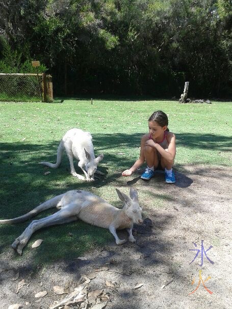 9yo feeding kangaroos at Caversham Wildlife Park, Western Australia