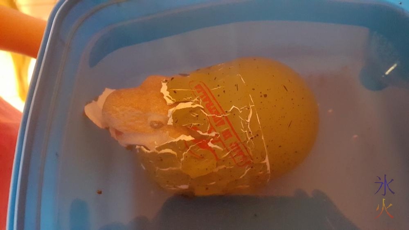 Dinosaur egg 'hatching' on day 5