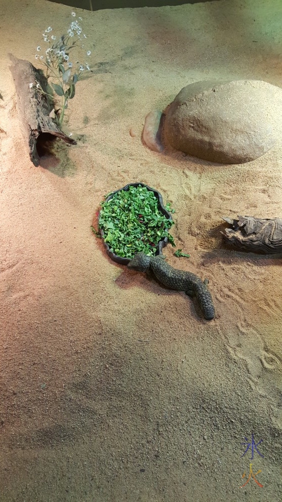 Bobtail lizard at Perth Zoo