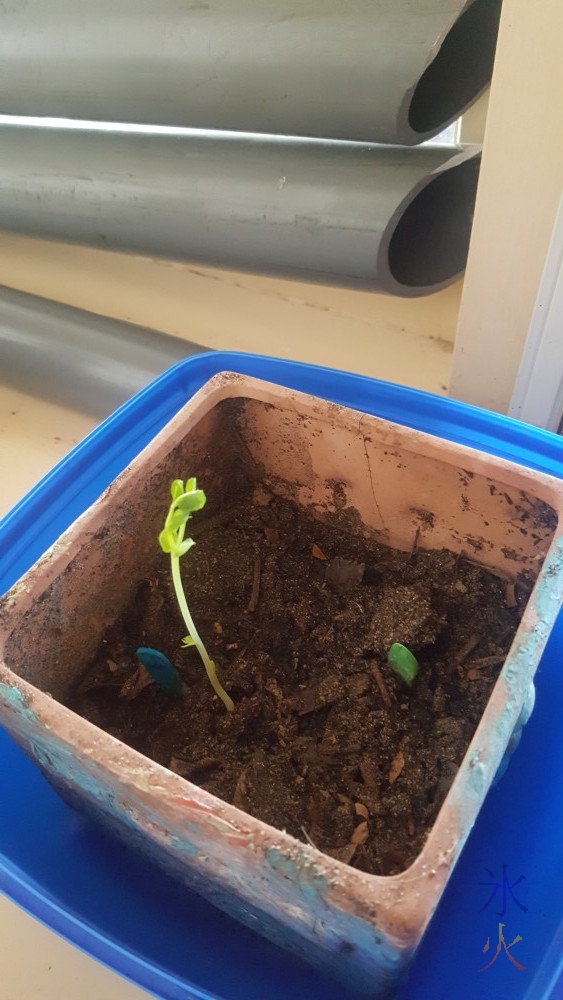 7yo's pea plants have sprouted