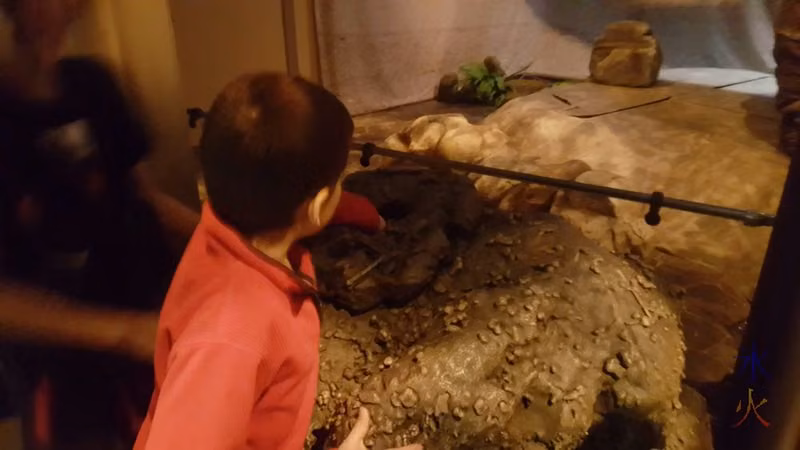 7yo investigating fake dino dung, Jurassic World Exhibition, Melbourne Museum, Victoria, Australia