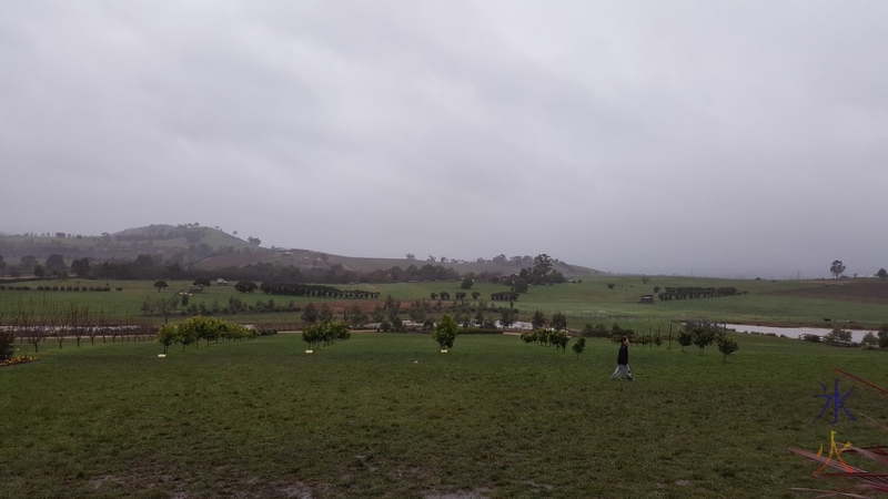 Apparently a cacao plantation at Yarra Valley Chocolaterie, Victoria, Australia