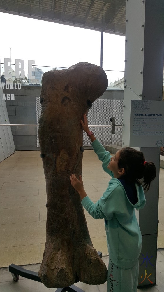 9yo checking out touchable sauropod femur, Jurassic World Exhibition, Melbourne Museum, Victoria, Australia