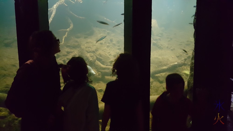 Seeing what lives in streams in the Melbourne Museum, Victoria, Australia