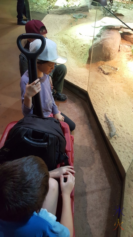 Kids looking at lizard looking back, Perth Zoo, Western Australia