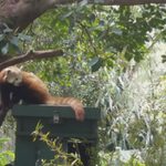 Red panda at Perth Zoo, Western Australia