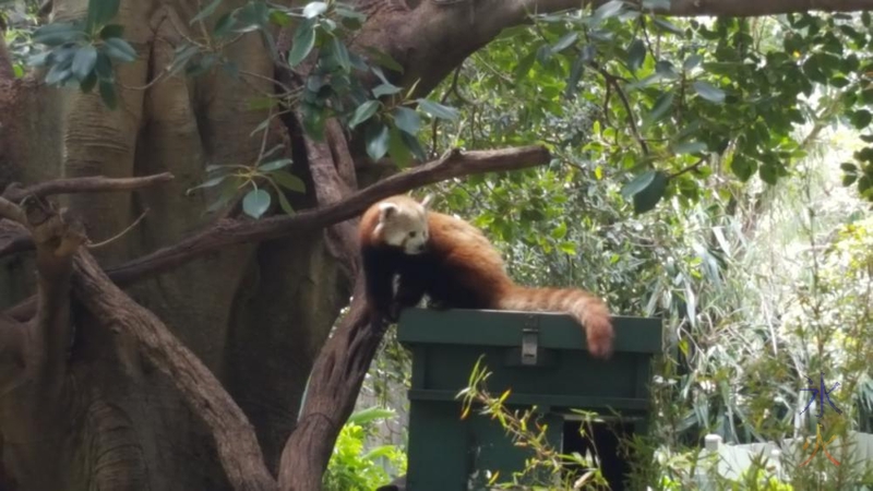 Red panda at Perth Zoo, Western Australia