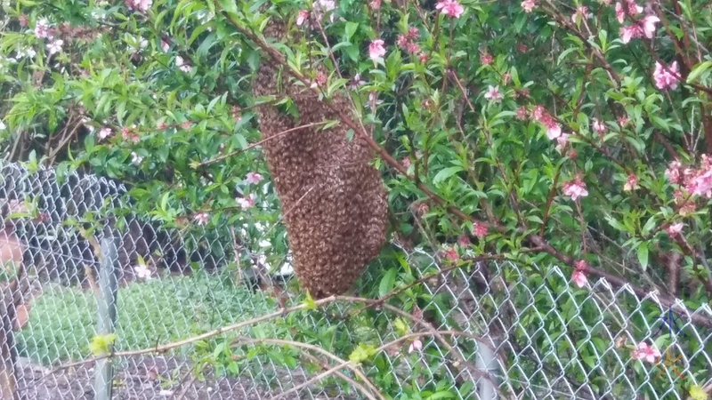 Ballobees!