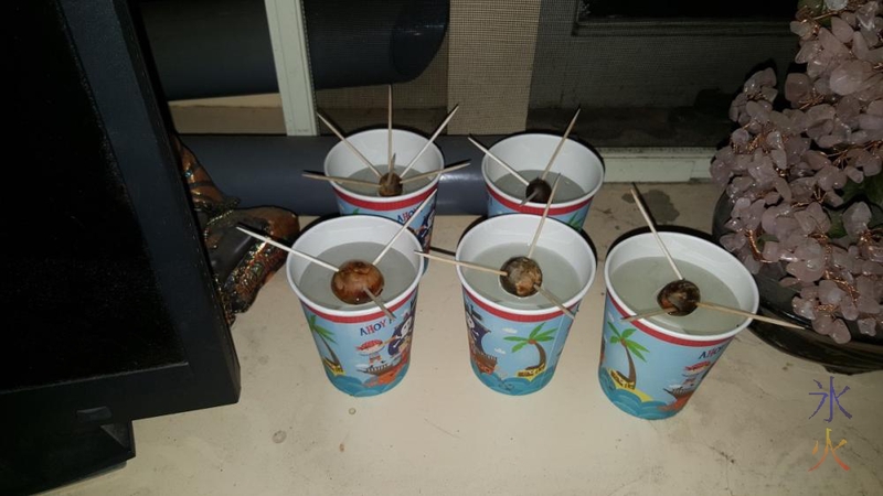 Avocado seeds soaking in party cups