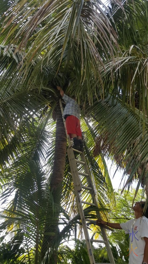 cutting-down-coconuts