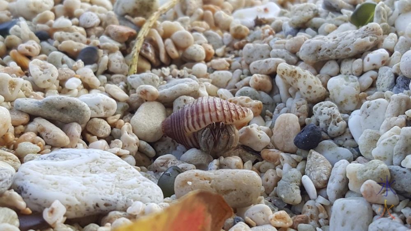 Hermit crab at Flying Fish Cove, Christmas Island