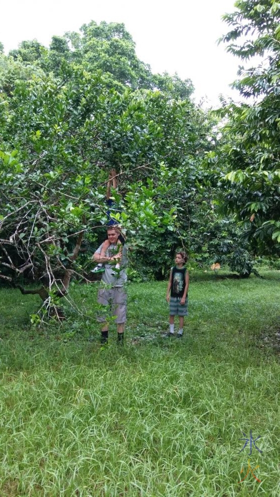 lime-picking-christmas-island