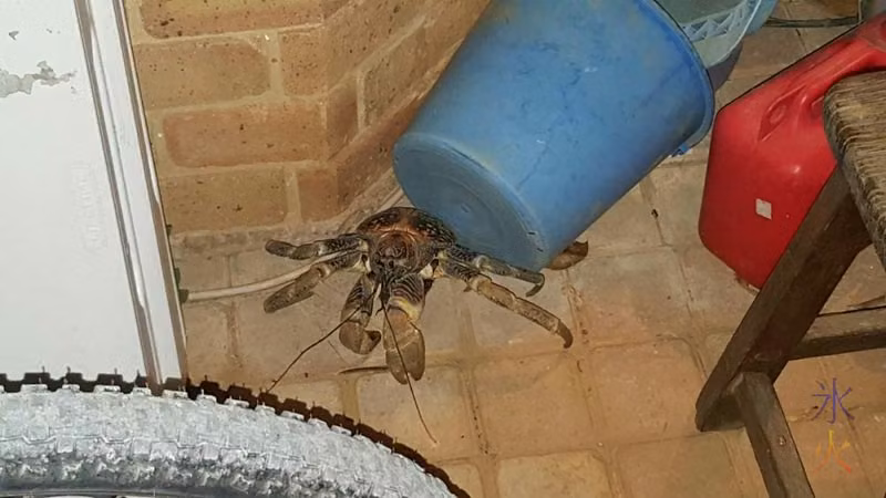 Little Albert the resident robber crab