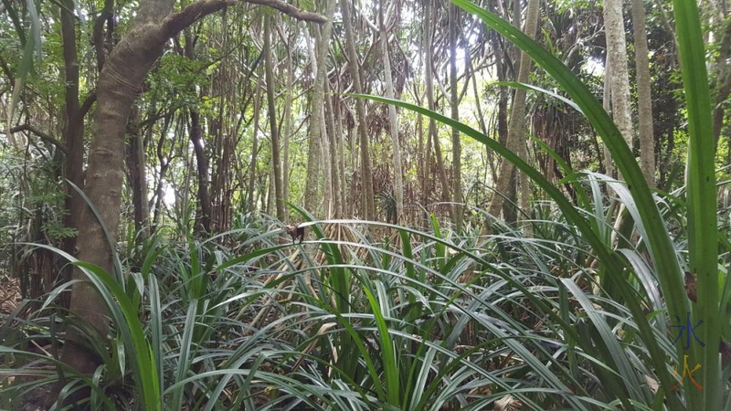 Random shot in the jungle...er...the wild jungle we had to battle through! Christmas Island