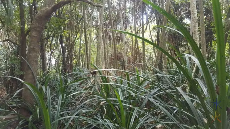 Random shot in the jungle...er...the wild jungle we had to battle through! Christmas Island