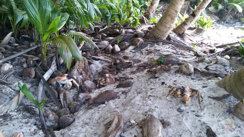 Feeding robber crabs at Dolly Beach, Christmas Island