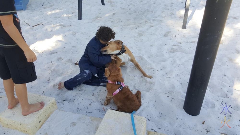 12yo playing with dogs in sandpit at the park