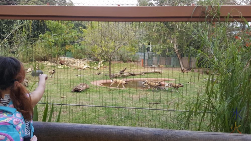 african-painted-dogs-playing-chasey-perth-zoo