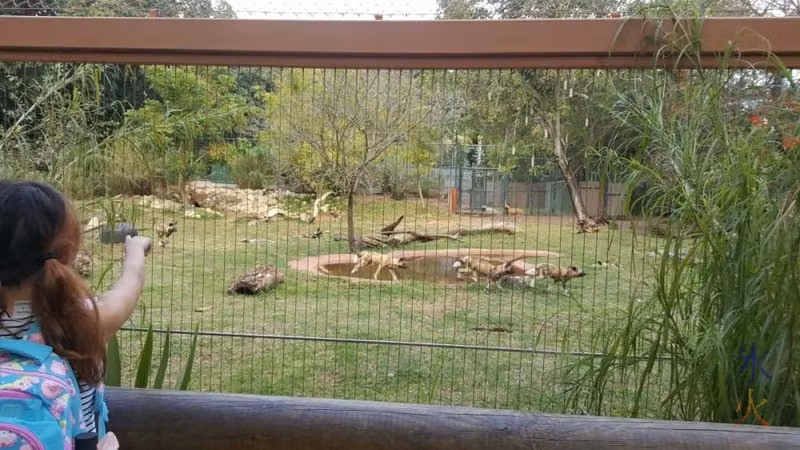 african-painted-dogs-playing-chasey-perth-zoo