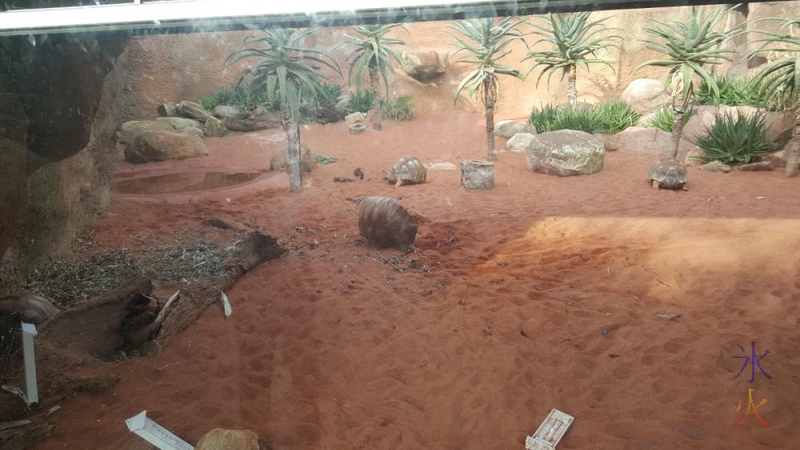 flipped-tortoise-perth-zoo