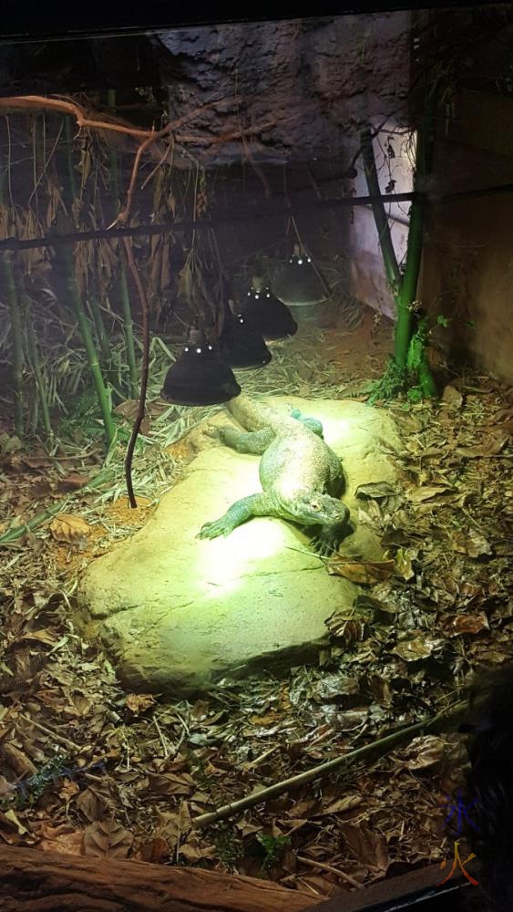 komodo-dragon-under-heat-lamps-perth-zoo