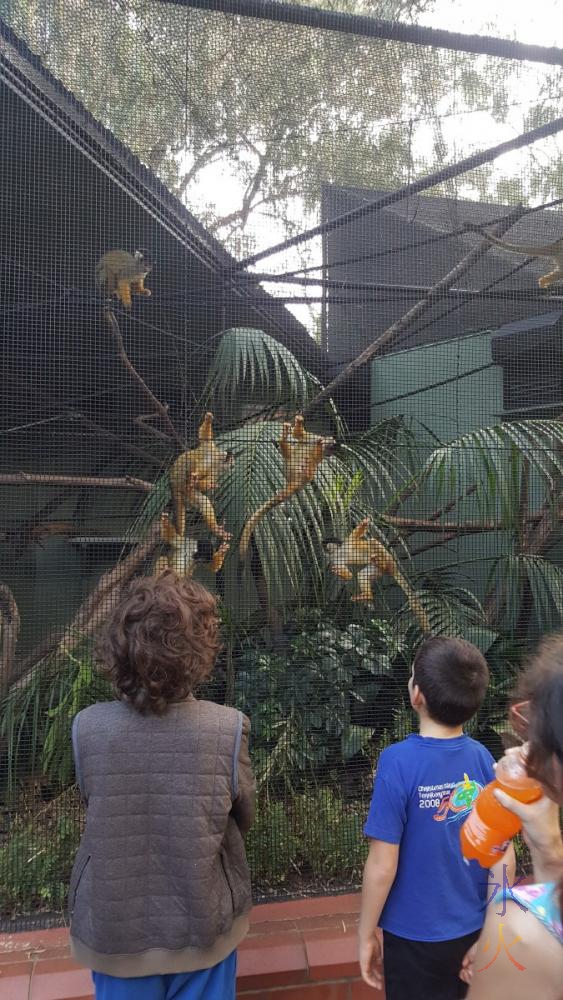 monkey-swarm-perth-zoo