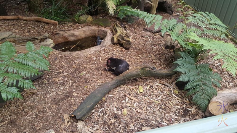 tassie-devils-perth-zoo