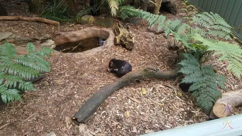 tassie-devils-perth-zoo