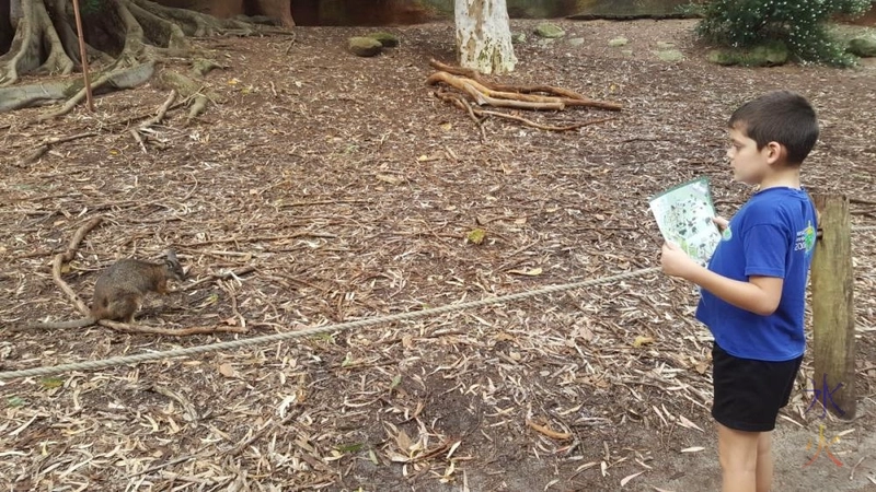 wallabies-near-path-australian-bushwalk-perth-zoo