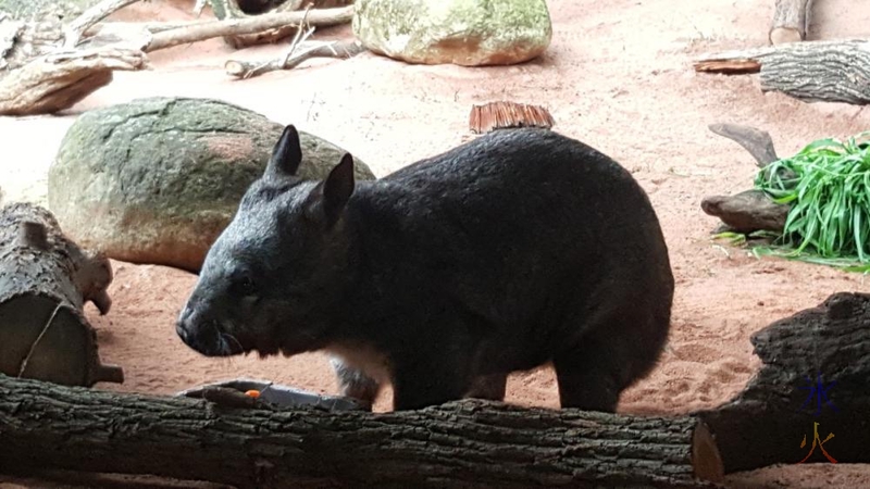 wombat-perth-zoo