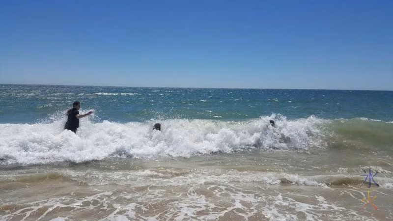 nearby-dog-beach-bodysurfing