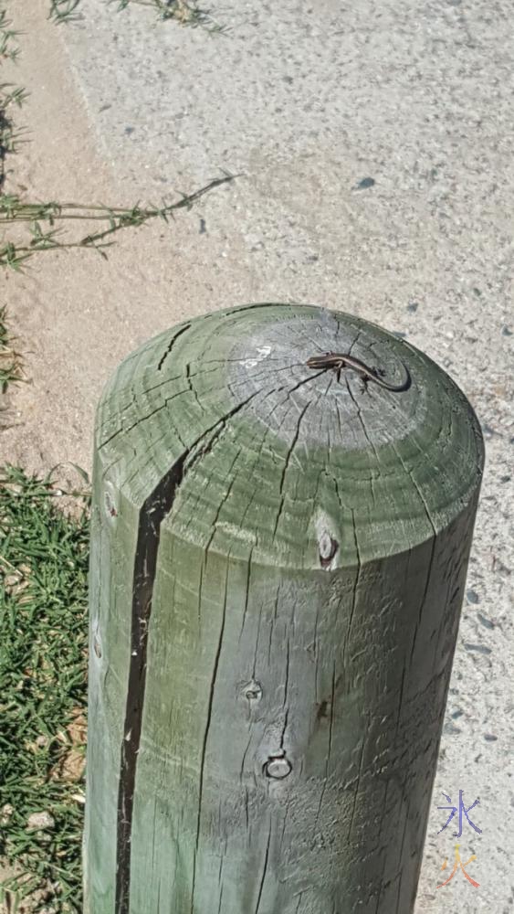 sunbathing-lizard