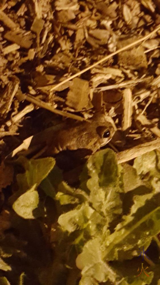 frog found at gym