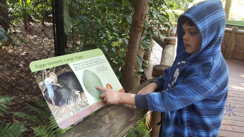 9yo-looking-at-cassowary-egg-size-sign