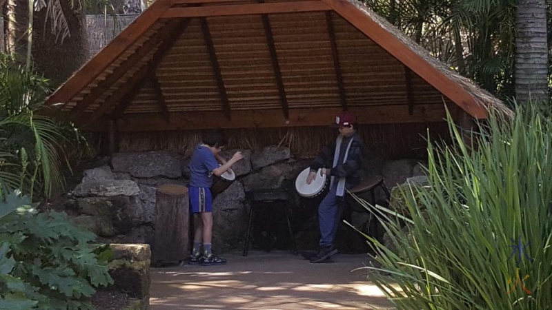 boys-drumming-perth-zoo