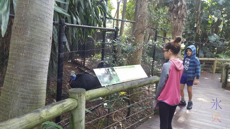 kids-checking-out-cassowary-perth-zoo