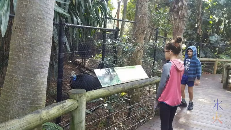 kids-checking-out-cassowary-perth-zoo