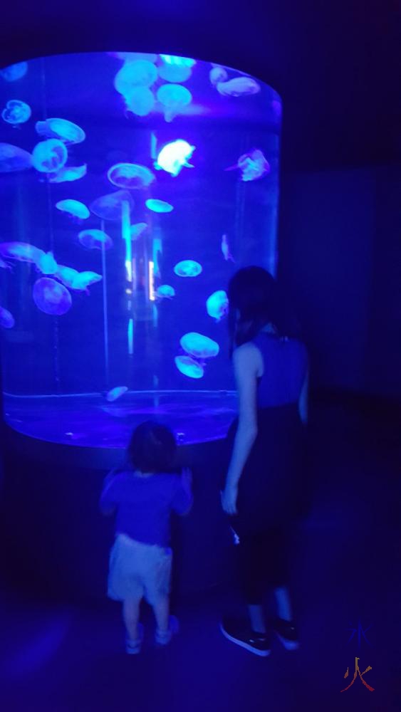 11yo-2yo-looking-at-jellyfish-aqwa