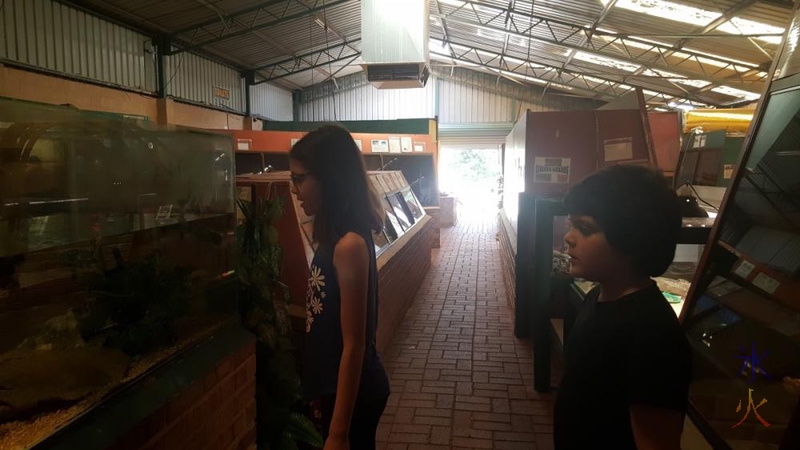 11yo-9yo-looking-at-fishtank-armadale-reptile-centre