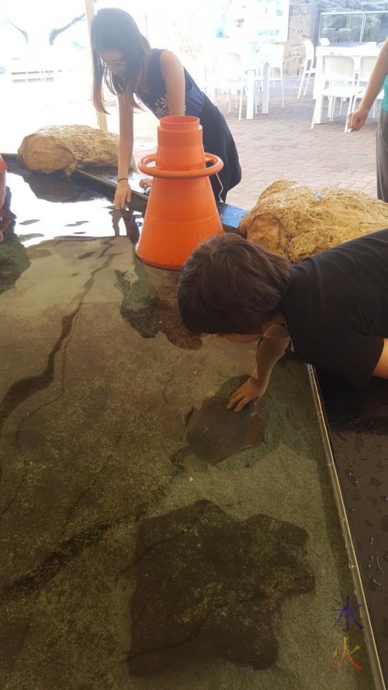 11yo-9yo-patting-port-jackson-shark-touchpool-aqwa