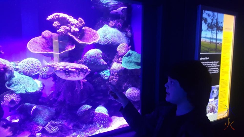 9yo-looking-at-pufferfish-aqwa