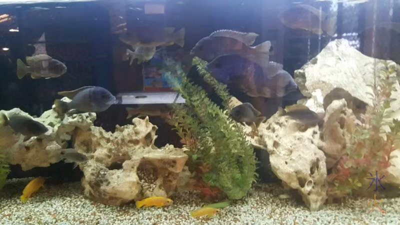 armadale-reptile-centre-fish