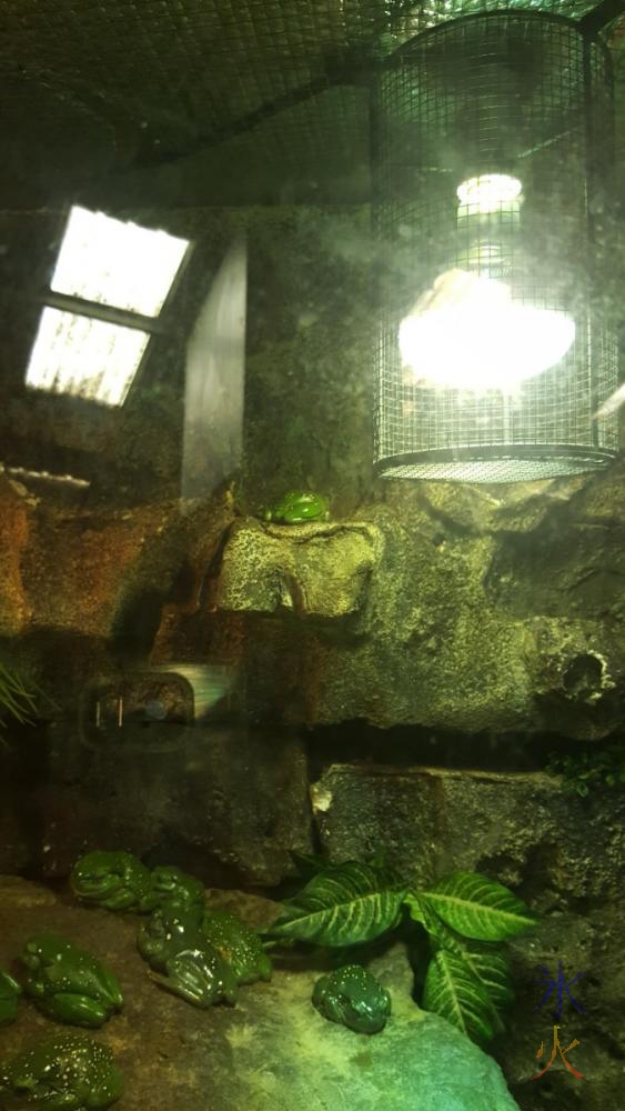 frogs-armadale-wildlife-centre