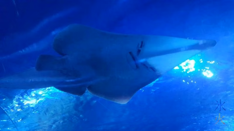 port-jackson-shark-underwater-tunnel-aqwa