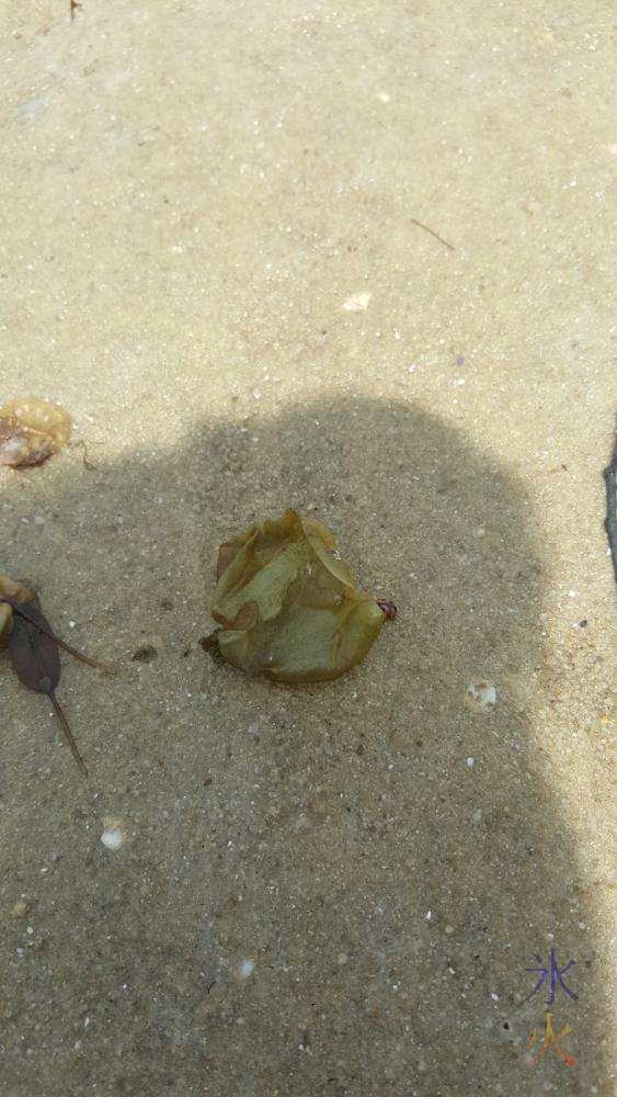 seaweed-pt-walter
